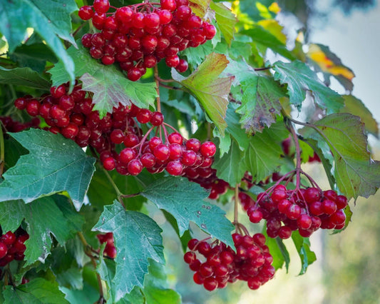 Red Elderberry Seeds - 80 Count - Sambucus Racemosa - Tree Shrub Fruit Berry