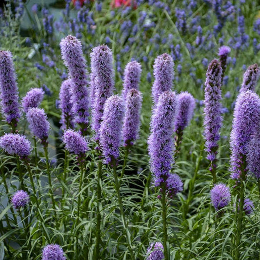 Gayfeather Seeds 100+ Spiked Liatris Spicata Flowers for Butterflies and Bees, Free Shipping