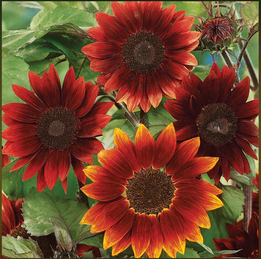 Sunflower Seeds - 100 Non-GMO ROUGE ROYALE Red - Attracts Bees, Butterflies, Pollinators - Helianthus annuus