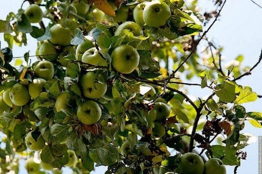 Cold Climate Apple Tree Bare Root or Potted - Huge Yields - Malus domestica - Ideal for Zone 3
