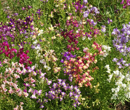 Snapdragon Seeds - 5000 Count Fairy Bouquet Mix Dwarf 8-14" Linaria marroccana