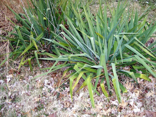 Adam's Needle Yucca Plant 12 Inches White Flower Yucca filamentosa Live Bare Root Drought Tolerant Landscape Shrub