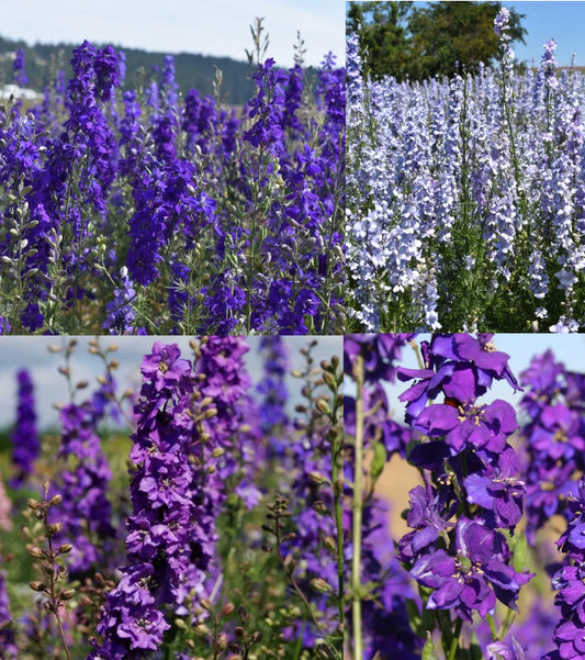 Rocket Larkspur Seeds - Night Sky Mix - Delphinium Blues - Non-GMO - 500 Seeds - Pollinator Friendly