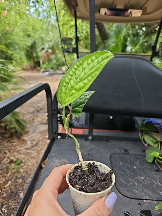 Monstera Peru Live Plant in 2.5" Pot - Karstenianum - Rooted, No Cutting - Tropical Houseplant
