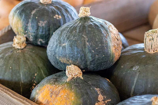 Buttercup Squash Seeds - 25+ Pack - Heirloom Vegetable Seeds for Garden Planting - Cucurbita maxima