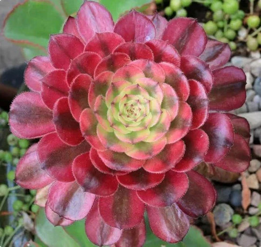 Live Succulent - 6" Bare Root - Aeonium 'Mardi Gras' - Variegated Leaves - Unique Indoor Plant
