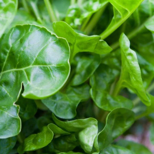 Perpetual Swiss Chard Seeds, NON-GMO, Salad Greens, Beta vulgaris subsp. cicla