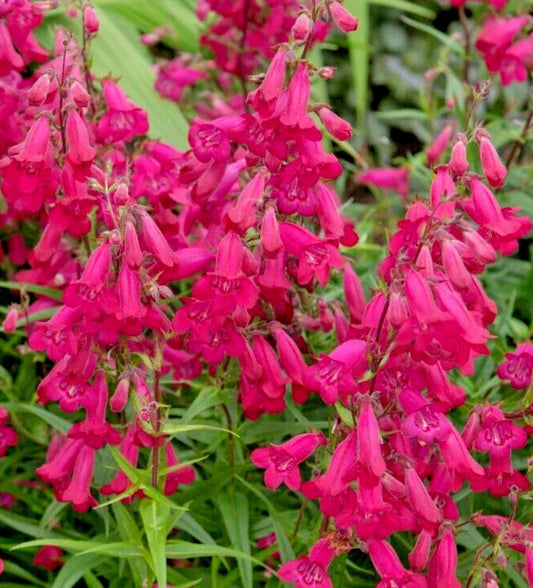 Penstemon Seeds 150 Count Bright Scarlet Easy to Grow Penstemon barbatus