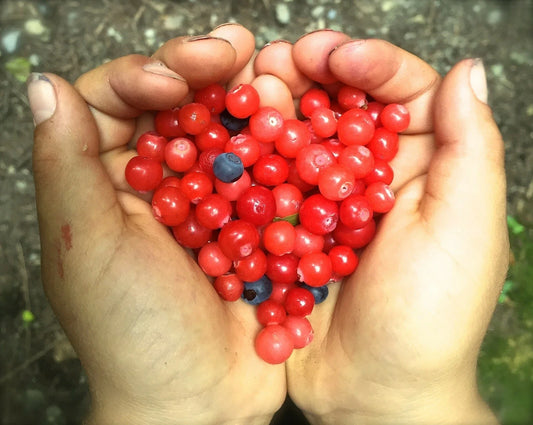 Black Gold Huckleberry Seeds - 30+ Vaccinium membranaceum - Native Berry Plant for Garden or Landscape