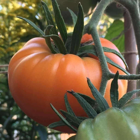 Kellogg's Breakfast Tomato Seeds - 10+ Heirloom Organic Non-GMO - Rare Variety - Solanum lycopersicum