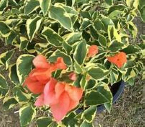 Orange Ice Variegated Bougainvillea Starter Plant - Well Rooted Bougainvillea (Bougainvillea glabra) Plug Plant