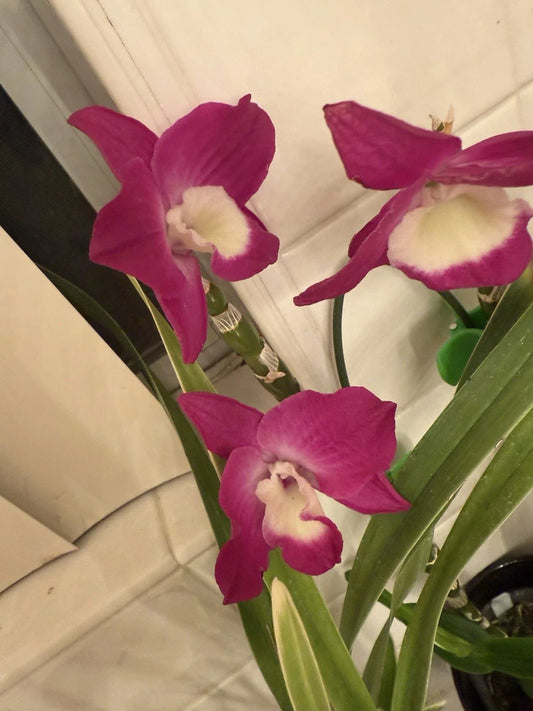 Dendrobium Orchid Plant Cuttings for Propagation, Mixed Colors - Dendrobium spp.