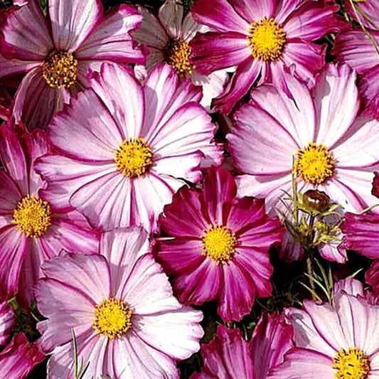 Cosmos Seeds 100 Ct Picotee Flower Seeds for Butterflies, Cosmo Bipinnatus, USA - Free Shipping
