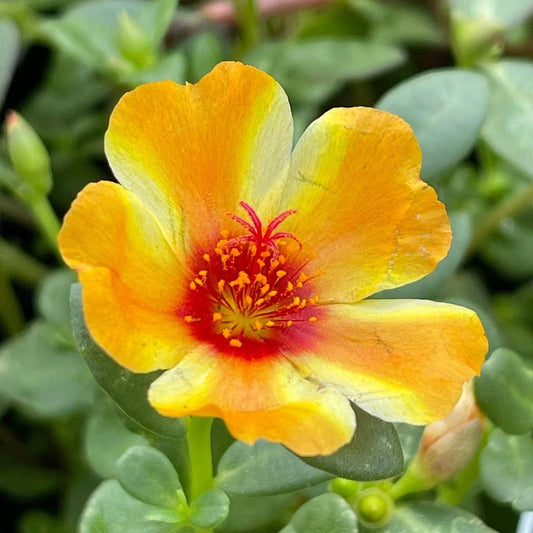 Mango Twist Portulaca - Colorful Purslane Succulent - Portulaca oleracea - US Seller