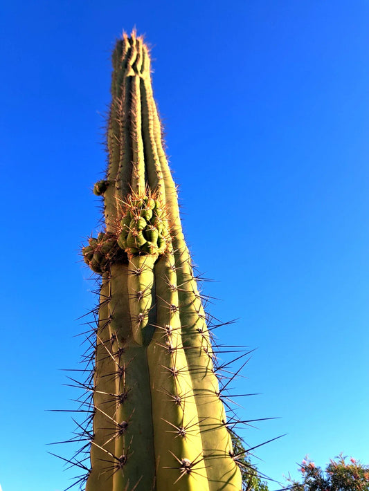 Cereus Werdemannianus Cactus 17" Indoor Plant - Unique Columnar Succulent, Perfect for Home Decor