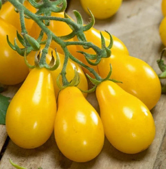 Yellow Pear Cherry Tomato Seeds - Indeterminate Heirloom, Non-GMO - 100 Seeds (Solanum lycopersicum)