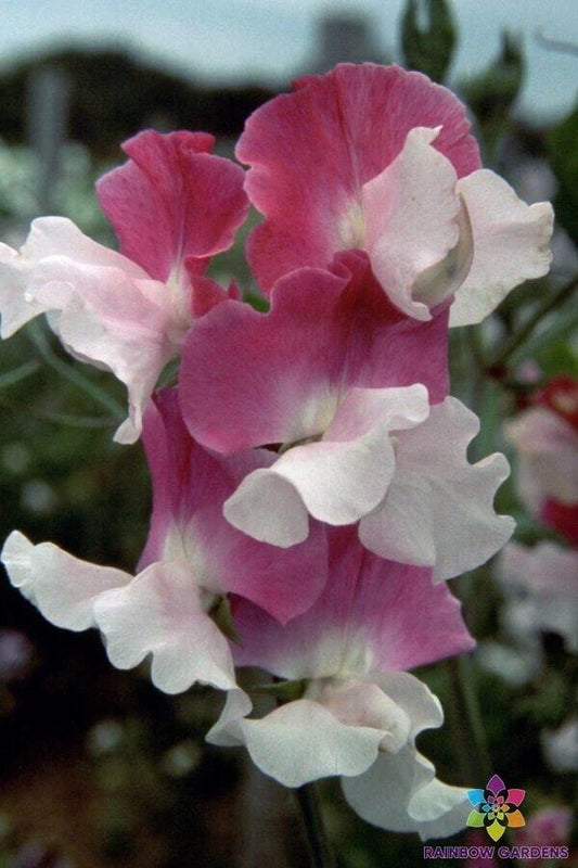 Route 66 Sweet Pea Seeds - 50+ Seeds for Garden Planting - Lathyrus odoratus - USA Made - Free Shipping