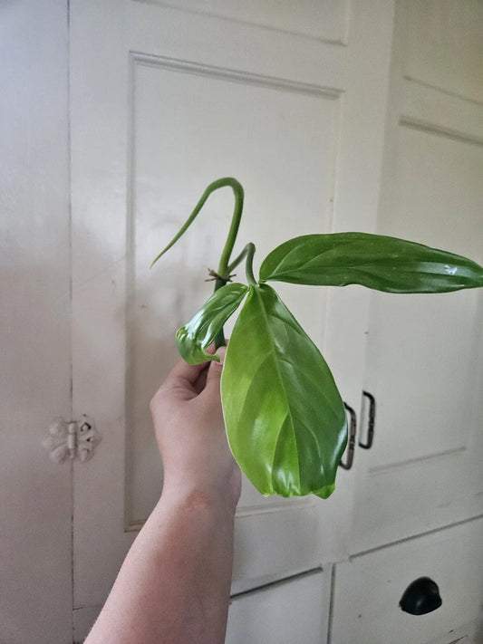 Philodendron Tripartitum 1 Node Cutting - Rare Tropical Plant - Exotic Houseplant for Indoor Gardening