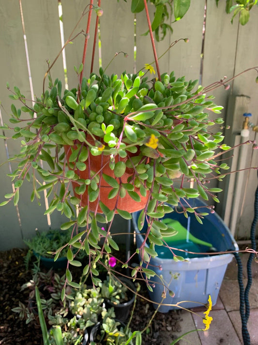Nepenthes Tenuis x Mollis XL Rooted Cutting Plant - Exotic Carnivorous Plant for Home or Garden, Nepenthes Hybrid
