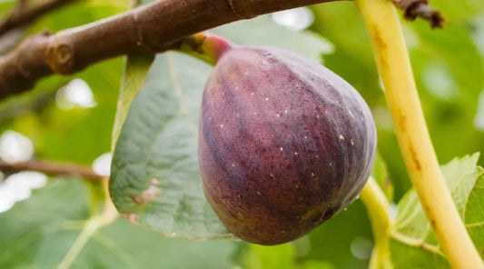 Olympian Fig Seeds - 100+ Pack for Garden Planting - Ficus carica - USA Grown