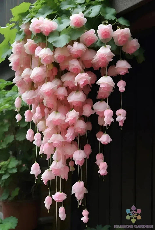 25 Light Pink Weeping Begonia Seeds for Garden Planting - Ideal for Containers - Begonia pendula