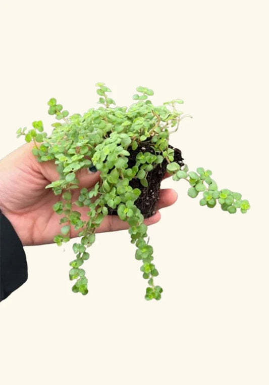 Pilea Tiny Tears Rooted Starter Plants - Low Maintenance Houseplant - Perfect for Indoor Decor - Pilea Peperomioides