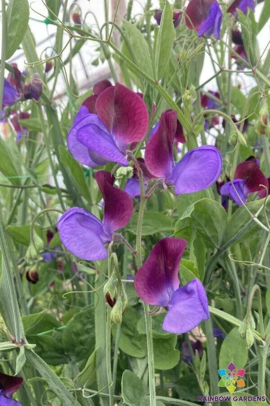 Cedric Morris Sweet Pea Seeds - 50 Seeds for Garden Planting - Lathyrus odoratus - USA
