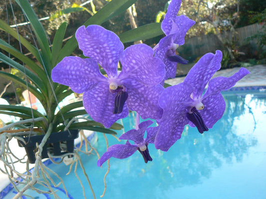Orchid Vanda Pachara Delight Blue Purple in Spike | Exotic Tropical Plant