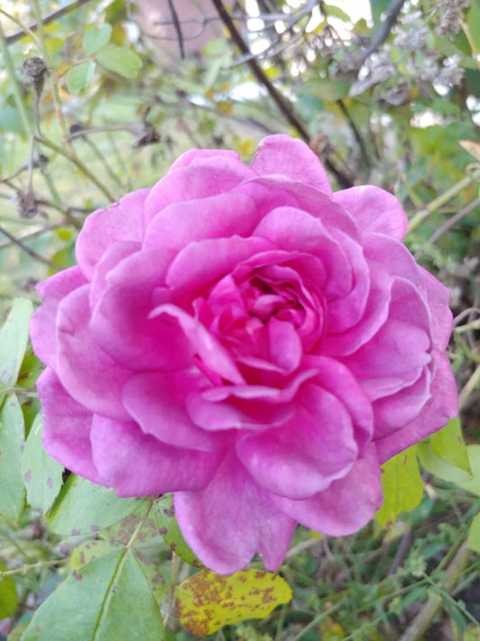 Rose Cuttings 4"-6" Lavender Crush | Fragrant Edible Jelly & Drink | Rosa spp.