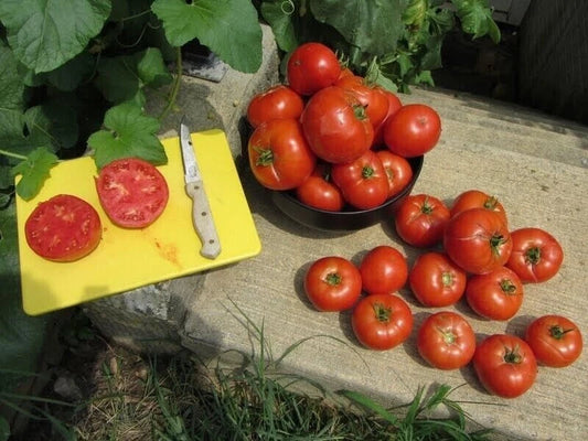 Homestead Tomato Seeds - 120+ Heirloom, Non-GMO, Drought Resistant - Solanum lycopersicum