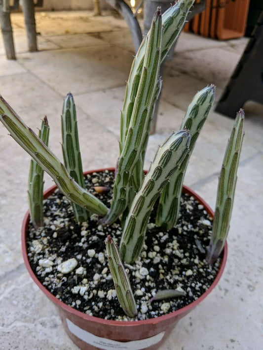 Kleiniia Senecio Stapeliiformis Pickle Plant - 1 Rooted Stem, Succulent, Unique Green Color