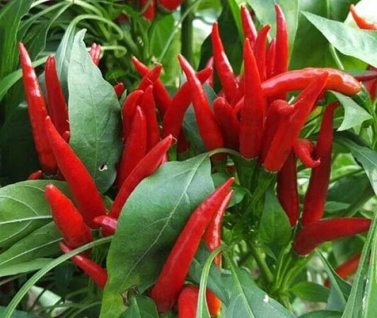 Thai Hot Red Pepper Seeds - 20 Premium Freshly Harvested Seeds - Capsicum annuum - Culinary Use