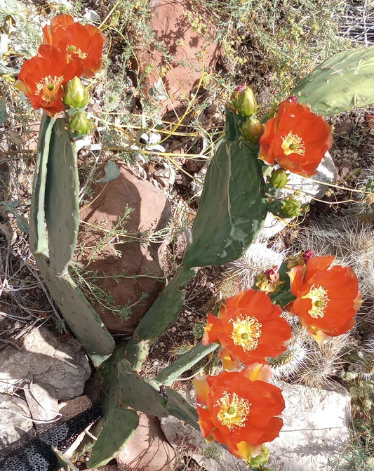 Large Spineless Opuntia cv. Orange Julius Plant with Orange Flowers - Prickly Pear Cactus