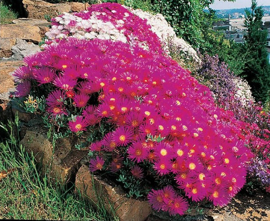 Ice Plant Succulent Seeds - Dorotheanthus bellidiformis - 400+ Seeds - Drought-Resistant Ground Cover - Free Shipping