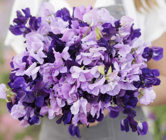 Sweet Pea Seeds - Purple Mix - Fragrant Climbing Vine - Non-GMO - 15 Seeds - Lathyrus odoratus