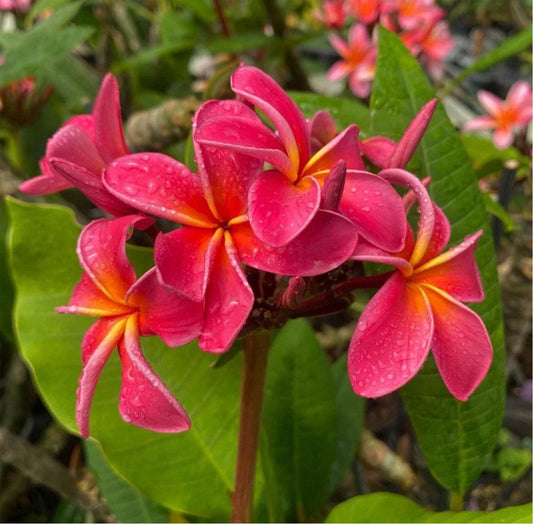 Rooted Plumeria Plant Cutting - Fruit Punch - 21" with 2 Long Tips - Plumeria rubra
