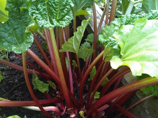 Rhubarb Seeds Bulk 200 Count Crimson Stalks Heat Resistant Garden Plant Seeds (Rheum rhabarbarum)