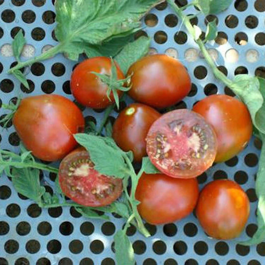 Black Truffle Tomato Seeds - 100 Pack - Indeterminate Non-GMO Heirloom - Lycopersicon esculentum