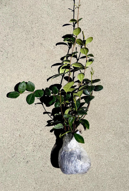 Star Jasmine Plant (Trachelospermum jasminoides) | Fragrant Flowering Vine | Evergreen Climber | 1 Rooted Stem Live Plant