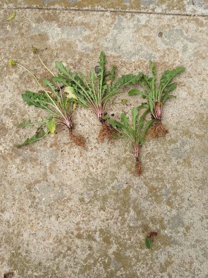 10 Dandelion Plants Bare Root | Wild Organic Heirloom Non-GMO | Taraxacum officinale | Edible Medicinal Herb | Detox & Pollinator Plant