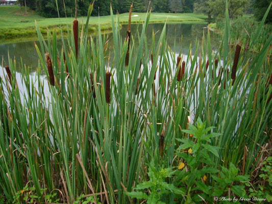 Cattail Seeds - 100 Seeds per Packet - Ideal for Dried Flower Arrangements - Typha latifolia