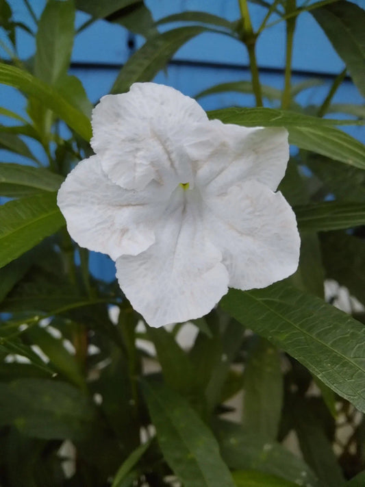 Tall White Mexican Petunia Plants - 6-Pack of Vare Root - Ruellia simplex