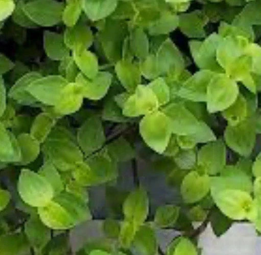 Dwarf Bolivian Wandering Jew Cuttings - Tradescantia Repens - 40 Cuttings for Gifts - Easy Care Indoor Plant
