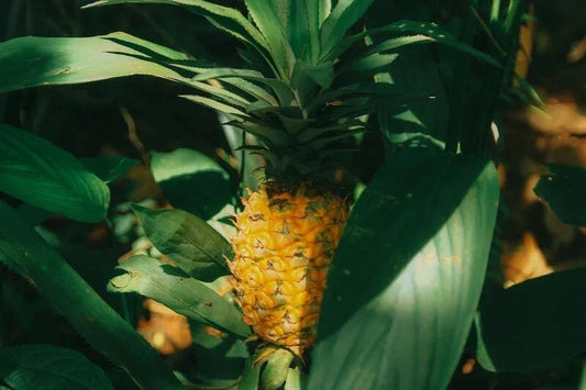 Cabezona Pineapple Seeds - 15+ Pack for Garden Planting - Ananas comosus - USA Grown, Free Shipping Available