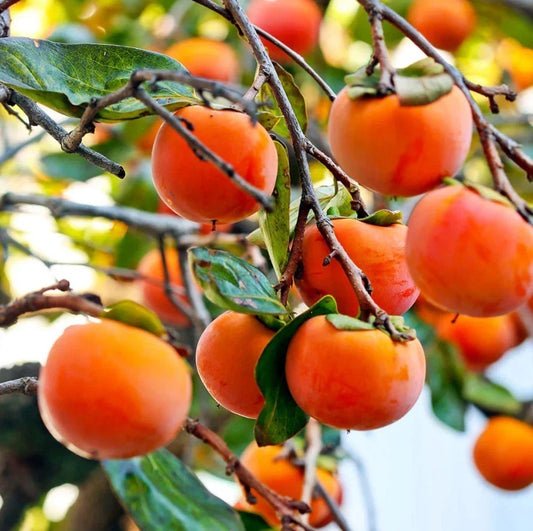 American Persimmon Live Tree 12-18" - Fruit Bearing - Diospyros virginiana - No Pot