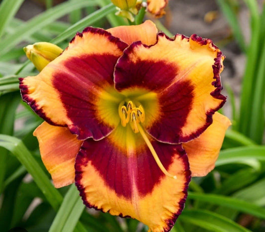 Daylily Plant ~ Fooled Me Variety ~ Hemerocallis 'Fooled Me' ~ Perennial Flower for Gardens