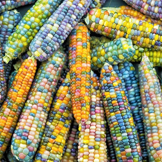 Organic Glass Gem Ornamental Corn Seeds | Rainbow Color Flint Popcorn Seed | Zea mays | 2025