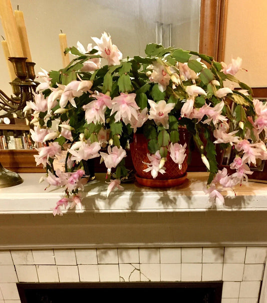 Rare Peach Beauty Thanksgiving Cactus Cuttings - 2-3 Segments, No Root - Schlumbergera truncata