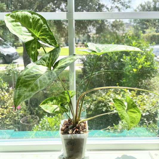 Syngonium Plant #3 - Batik Variety - Potted Rooted - Indoor Houseplant - Syngonium podophyllum