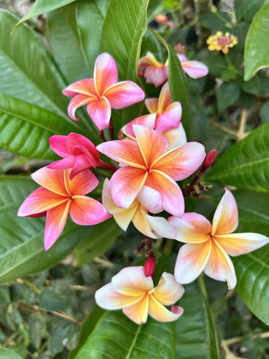 Plumeria Cutting with 2 Grow Tips - Whirlwind Variety - Fresh Plant Cutting (Plumeria spp.)
